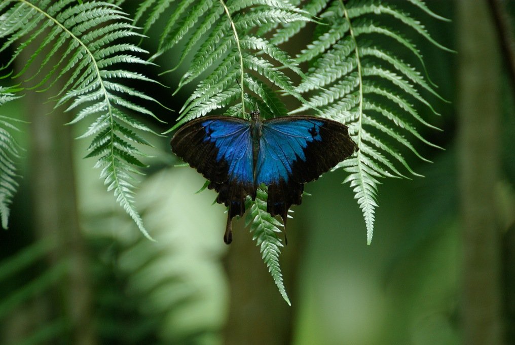 PXK10D_3074.jpg - Australian Butterfly Sanctuary in Kuranda, Queensland