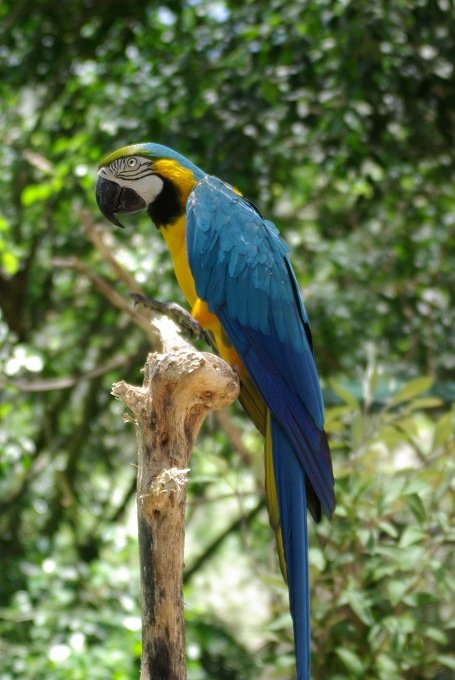 PXK10D_3078.jpg - Blue and gold macaw in Bird World, Kuranda, Queensland