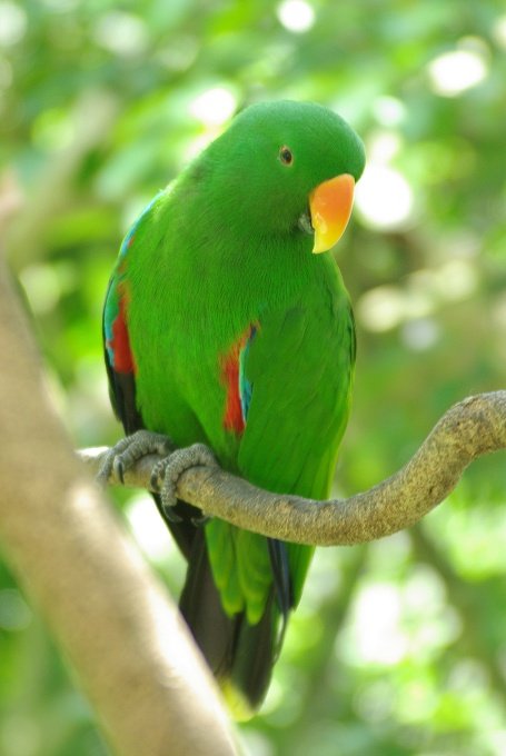 PXK10D_3131.jpg - Eclectus parrot in Bird World, Kuranda, Queensland