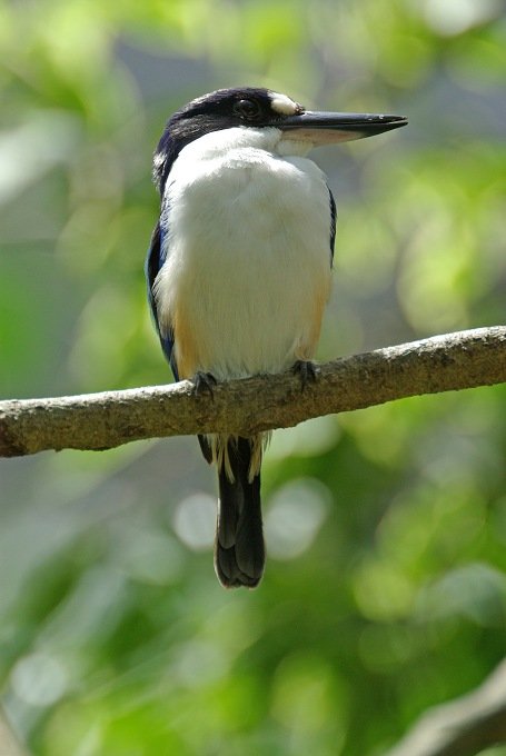 PXK10D_3149.jpg - Forest kingfisher in Bird World, Kuranda, Queensland