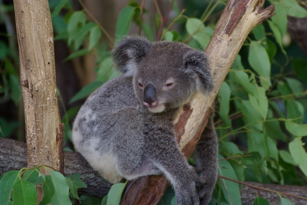 PXK10D_3173.jpg - Koala, Animal World, Kuranda, Queensland