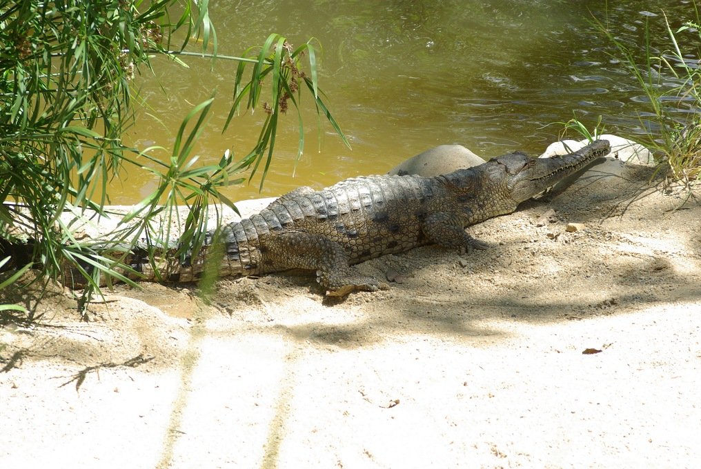 PXK10D_3180.jpg - Crocodile, Animal World, Kuranda, Queensland