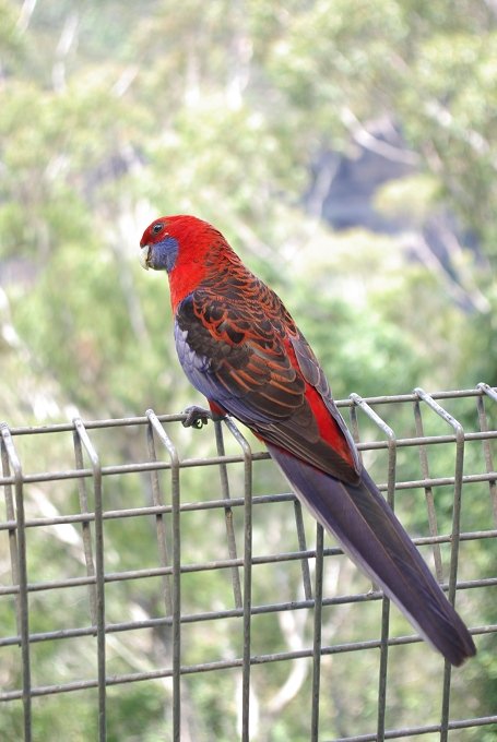 PXK10D_3615.jpg - Parrot in the Blue Mountains, near Sydney