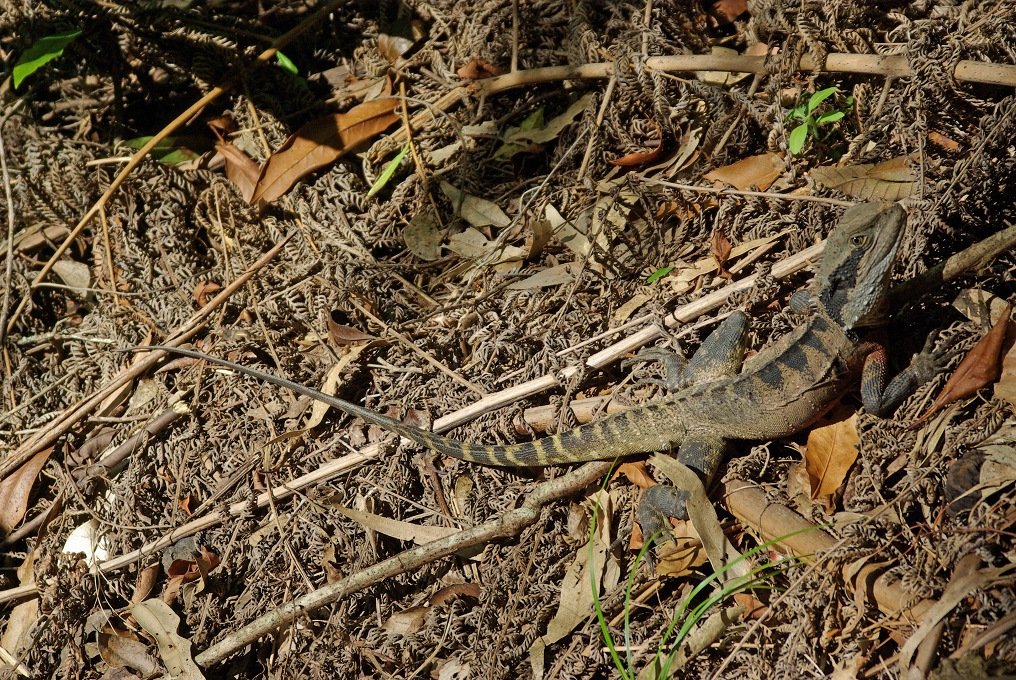 PXK10D_3631.jpg - Lizard in the Blue Mountains, near Sydney
