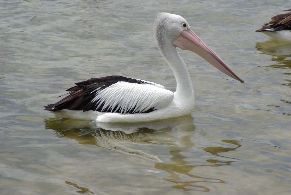 PXK10D_3913.jpg - Pelican at Augusta, Margaret River, Western Australia