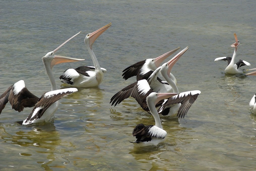 PXK10D_3918.jpg - Pelicans being fed by fisherman at Augusta, Margaret River, Western Australia