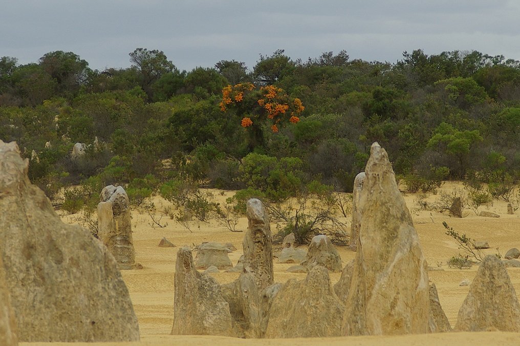 PXK10D_2556.JPG - The Pinnacles, North of Perth, Western Australia. A fascinating area of desert and eroded rock shapes.