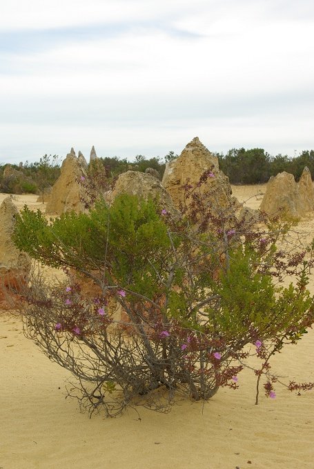 PXK10D_2595.JPG - The Pinnacles, North of Perth, Western Australia. A fascinating area of desert and eroded rock shapes.